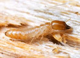 kalotermitidae - drywood termites