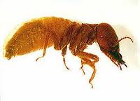 masteotermitidae - giant termite
