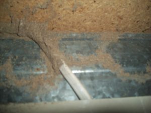 termite damage to a steel frame home