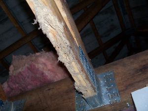 termite damage to roofing timbers