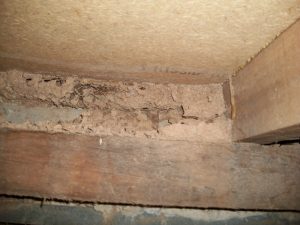 termite workings in the subfloor