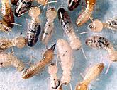 termopsidae - dampwood termites