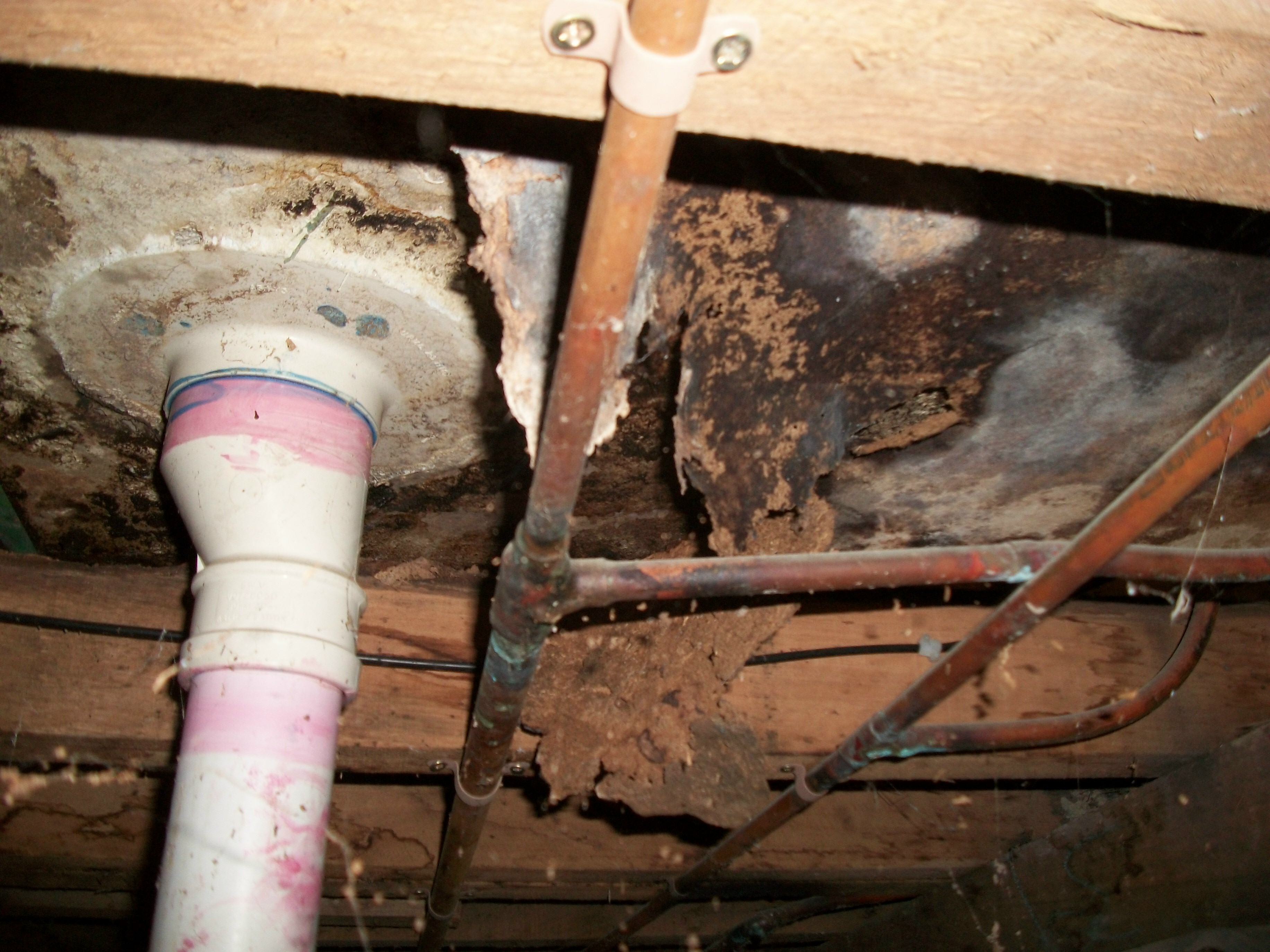 Water Damage To A Home Termite Inspections Newcastle